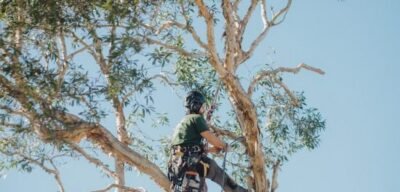 Diamond Tree Services